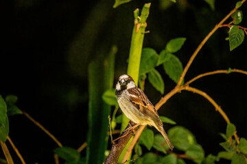 Bird sitting on tree branch