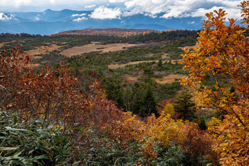Fototapeta premium 八甲田山