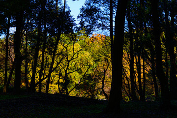 Fototapete bei efototapeten.de bestellen   