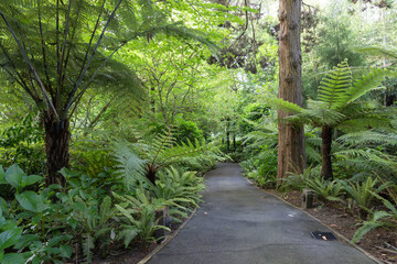 Path or track through New Zealand native bush