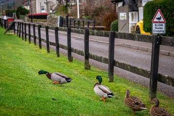 Road sign warning to watch out for ducks and ducklings crossing the road, placed over a fence alongside the road, on a cloudy background while ducks are passing by.
