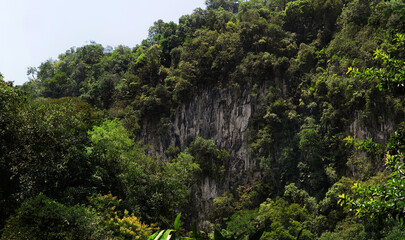 Fototapeta na wymiar Bosque tropical 10