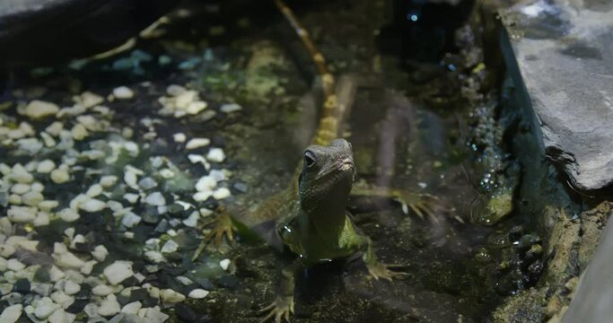 A close-up shot of a green Chinese water dragon standing in the water and looking into the camera.