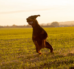 Doberman dog plays in the field - jumps and runs