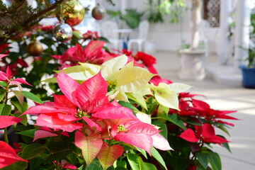 ポインセチア