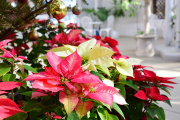 ポインセチア