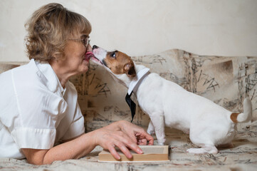 Dog jack russell terrier licks face of elderly caucasian woman.