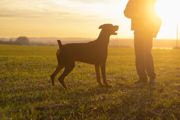 Doberman dog standing looking at the owner. Silhouette at sunset.