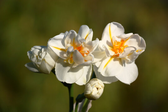Solar spring evening. Flowers and buds of a single multiflowered narcissus against a dark background.