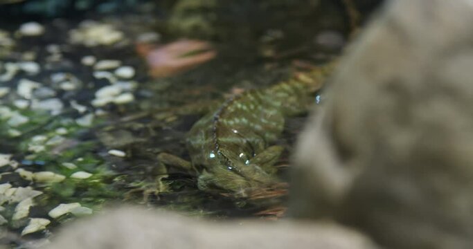 A close-up shot of a green Chinese water dragon standing in the water and tipping his head into the water
