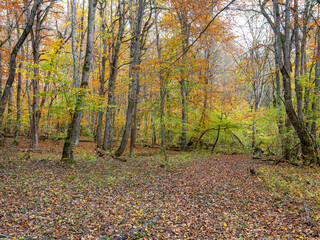 Autumn,natural mountain park, forest, road,walk , terrain ; scenic spots; cloudy day;