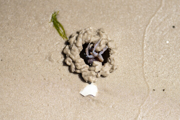 Crabs burying itself in a hole on the beach sand in Australia. 