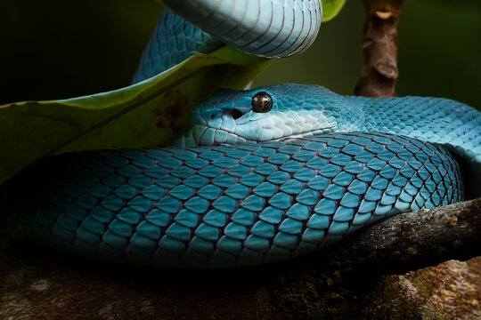 snake in front of a white background