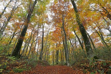 秋の白神山地　ブナ林