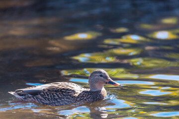 Duck