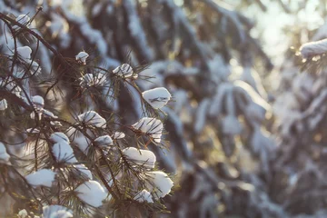 Foto auf Acrylglas Frozen tree © Galyna Andrushko