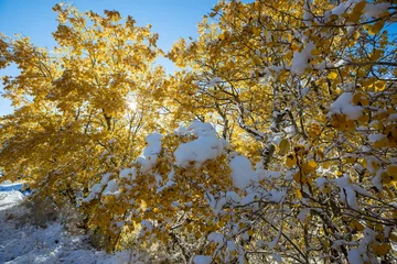 Foto auf Acrylglas First snow © Galyna Andrushko