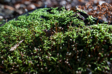 Green moss natural background.  Macro shot 