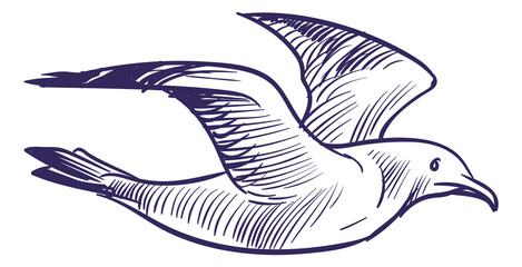 Flying larus sketch. Hand drawn gull bird