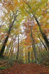 秋の白神山地　ブナ林