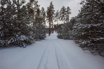 Kissenbezug Winter forest © Galyna Andrushko