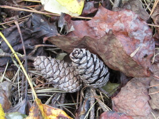 Small Pine Cones in the Leaves