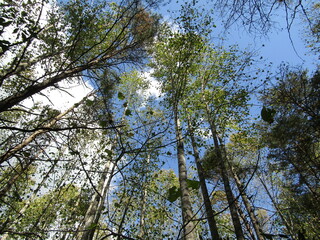 Tree Canopies - View From Below