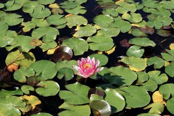 lily blooming among lily pads on the water