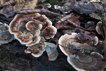 Trametes versicolor mushroom , macro shot  , Patterns in nature , Soft focus