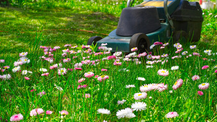 Dainty white and pink spring flowers in a lawn