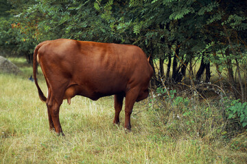 cow eating grass agriculture nature farm agriculture