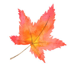 Autumn Maple leaf watercolor illustration for decoration on Autumn season and nature concept.