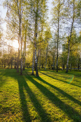 The sun through the trees in the spring park. Beautiful park in spring with bright sun shining through the trees