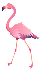 Walking flamingo. Beautiful pink bird. Tropical animal