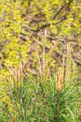 Green small pine trees with fresh shoots in spring or summer