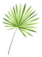 Palm leaves branch. Tropical tree green foliage