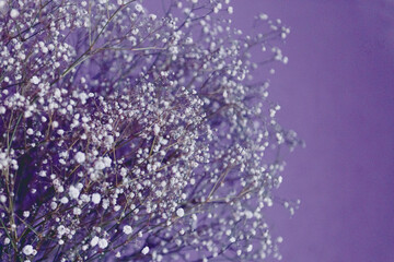 gypsophila flowers background, color of the year toning violet Very Peri