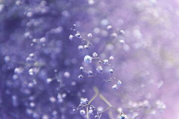 gypsophila flowers background, color of the year toning violet Very Peri