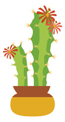 Cacti flower in pot. Green pair of cactus blooming