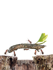 ants teamwork