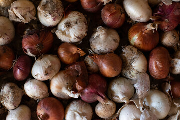 A background of a large number of colorful onions. Onion harvest close-up. Top view. Flat lay.