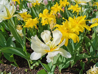 Fototapeta premium White double tulips with a yellow center on a bed of yellow tulips. The festival of tulips on Elagin Island in St. Petersburg.