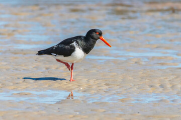 Australian Pied Oystercatcher on the river bank