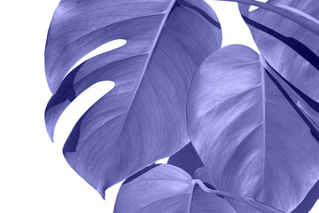 Very Peri, color of the year, 2022. Monstera plant i