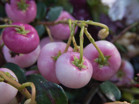 Tokyo,Japan - December 9, 2021: Prickly heath pink berries - Latin name - Gaultheria mucronata (Pernettya mucronata) after the rain
