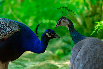 Two cute peacocks; male and female, looking at each other lovingly on a blur background.
