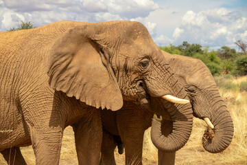 Fototapeta na wymiar Two African Bush Elephants in the grassland of Etosha National Park