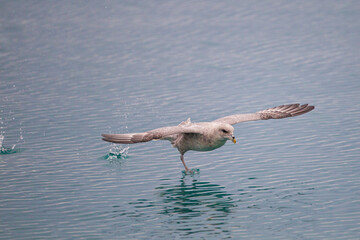 Fulmar taking off from the icy water of the Arctic seas