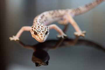 Front view of Leopard Gecko.