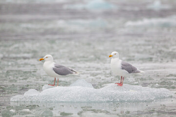 Glaucous Gulls resting on the floating glacial ice in the Arctic ocean